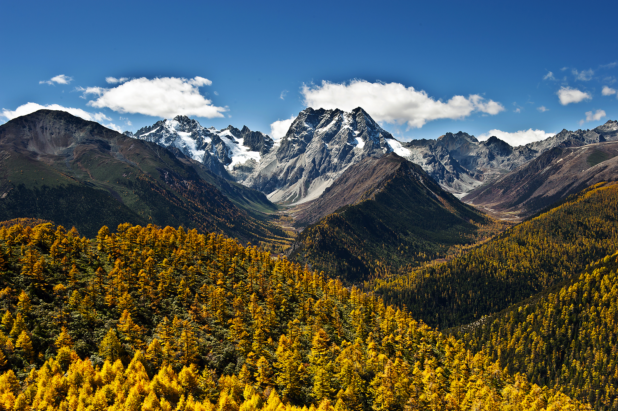 白马雪山高山杜鹃林