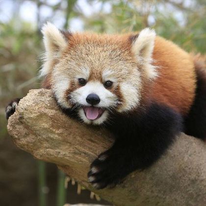 日本神户5日4晚自由行