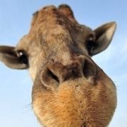 杨小霞要长肉肉