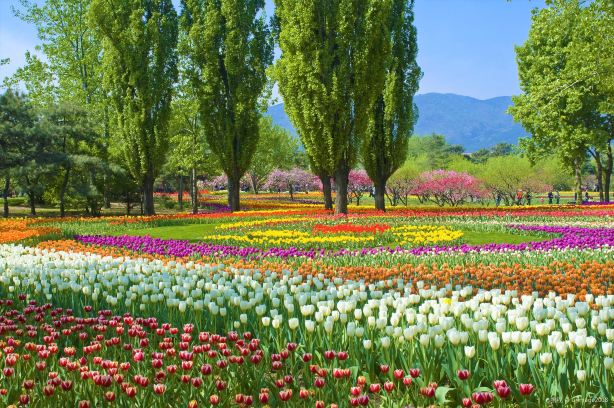 花语牧场