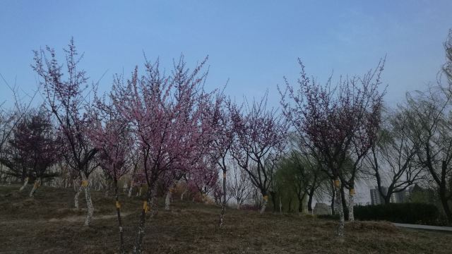 白羊山风景区旅行图片 2