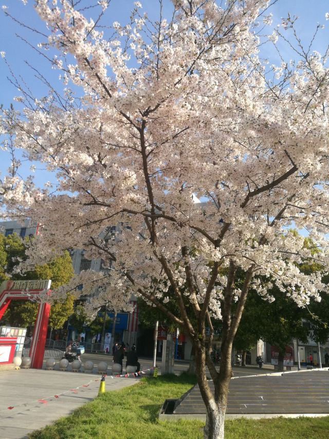 岭南公园旅行图片 3