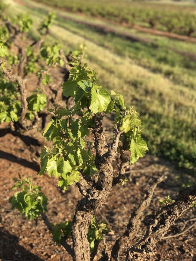 Barossa