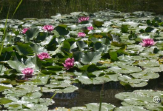 La Laguna Botanic Garden景点图片