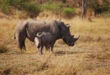 Khama Rhino Sanctuary景点图片