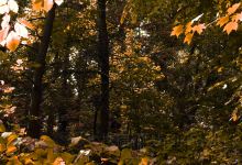 Patapsco Valley State Park - Hollofield Area景点图片