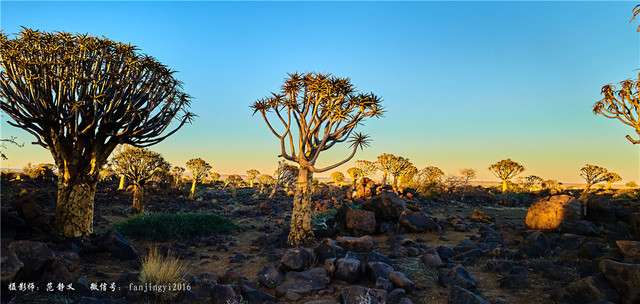 纳米比亚之——箭袋树庄园