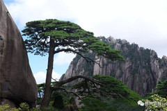 黄山风景区游记图片] 黄山行——上篇