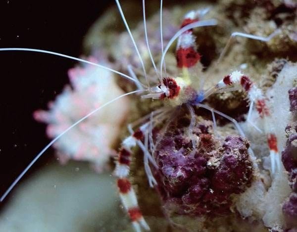 挑选海星 100a16000000zb97bE515_R_800_10000_Q90.jpg?proc=autoorient