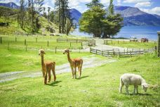 瓦尔特峰高原农场-皇后镇-掰二雷