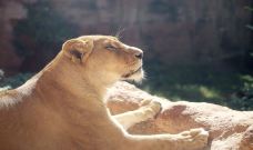 汉诺威动物园-汉诺威