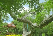 古榕公园景点图片