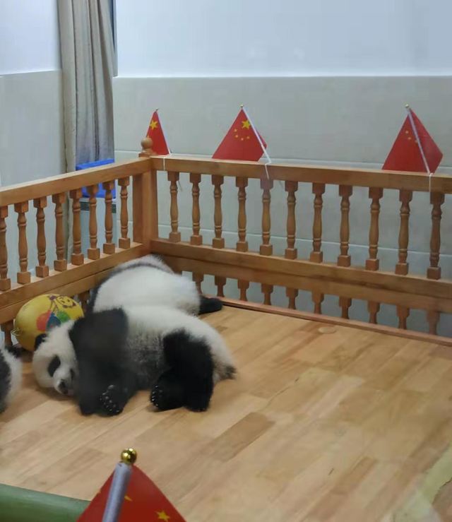 Chengdu Research Base of Giant Panda Breeding