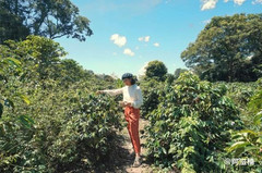 哥伦比亚游记图片] 深入哥伦比亚咖啡产地，探访它背后的秘密