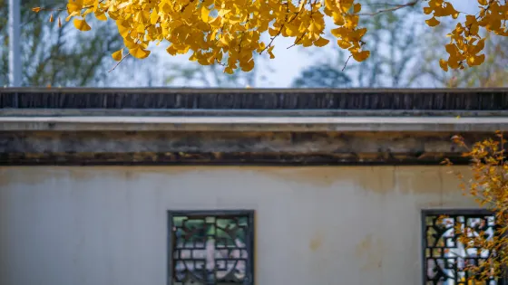 古樹公園