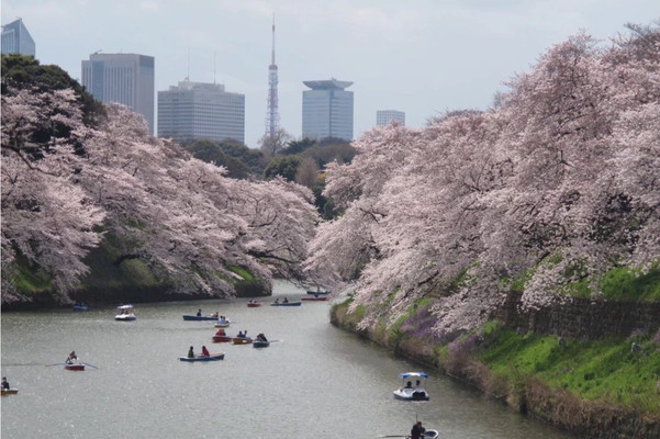 上野公园，这里的樱花真的很美