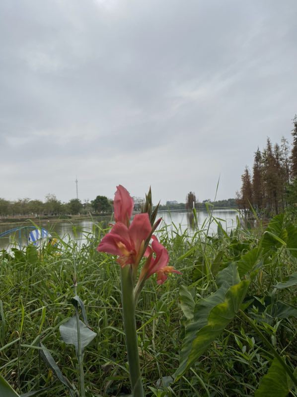 华阳湖国家湿地公园旅行图片 3