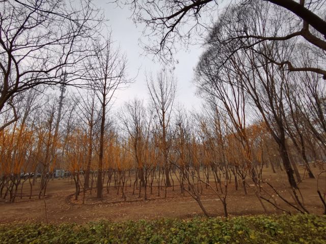 古塔公园旅行图片 3