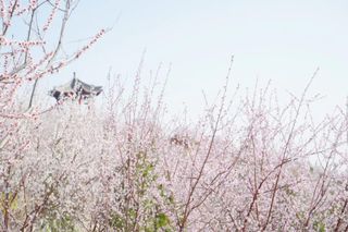 桃花游记之长春观(昆玉山)
