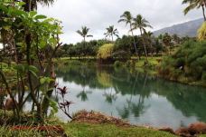 夏威夷热带植物园-夏威夷岛-小思文