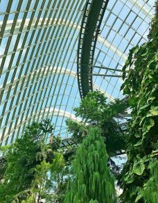 云雾林-新加坡-YoYo_1C7J3V2I