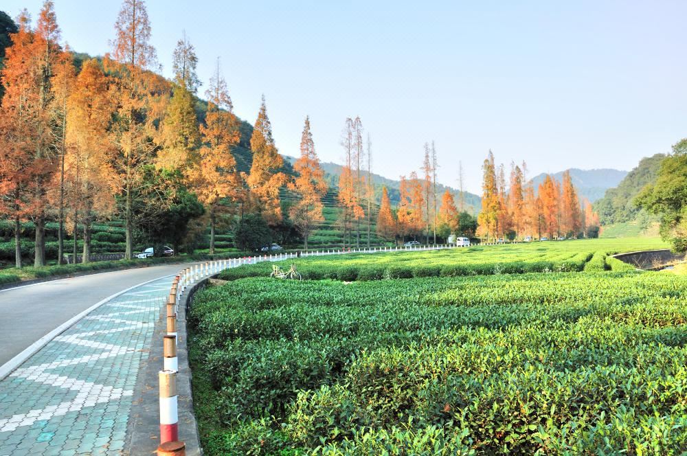 梅家坞村