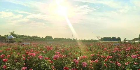 玫瑰莊園