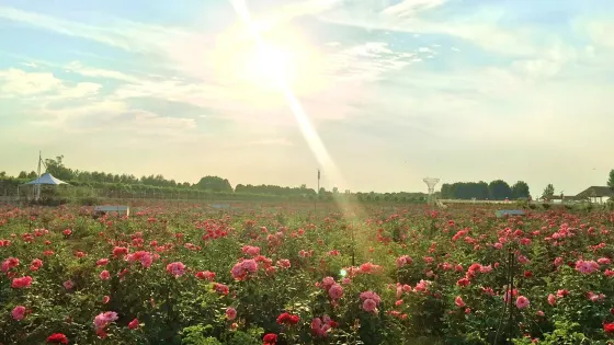 玫瑰莊園