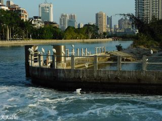 女神与筼筜白鹭
