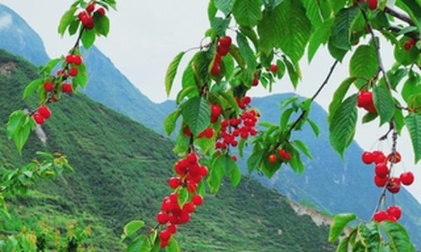 阿坝州甜樱桃即将上市！五月，我们不见不散！