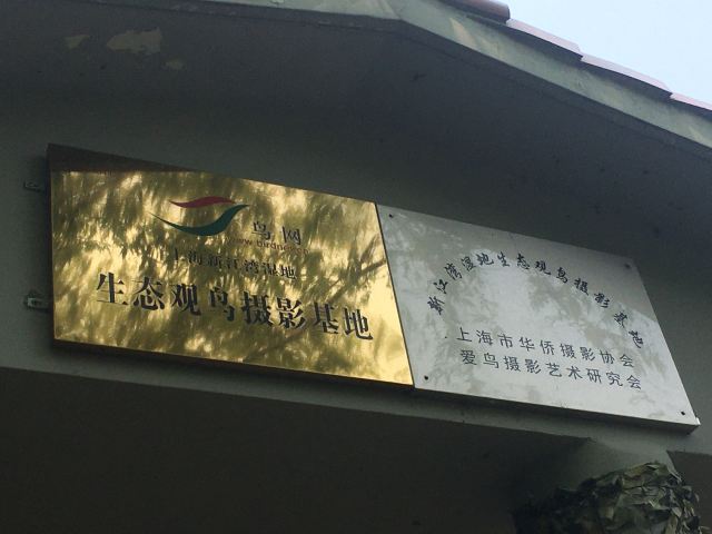 新江湾湿地生态观鸟拍鸟基地旅行图片 4