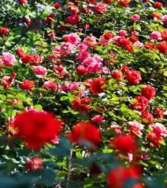 开州区游记图文-开州盛山植物园，一步一景，“花花世界”等你来