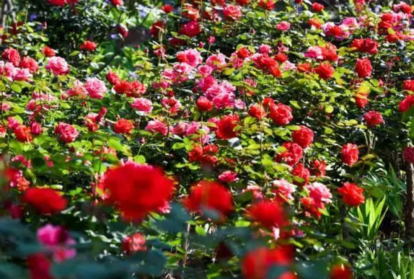 开州盛山植物园，一步一景，“花花世界”等你来