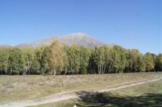 白桦林-布尔津-不胖的胖妹妹