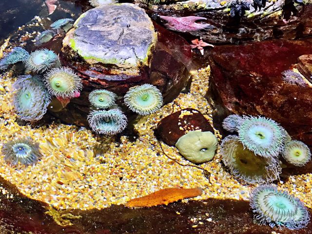 海灣水族館