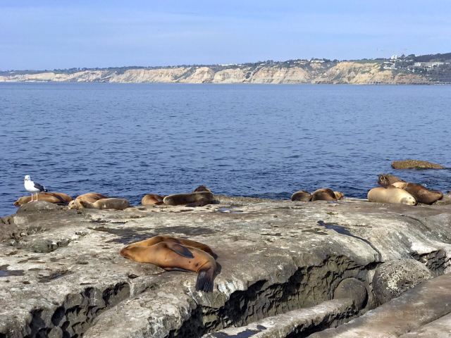 La Jolla Cove