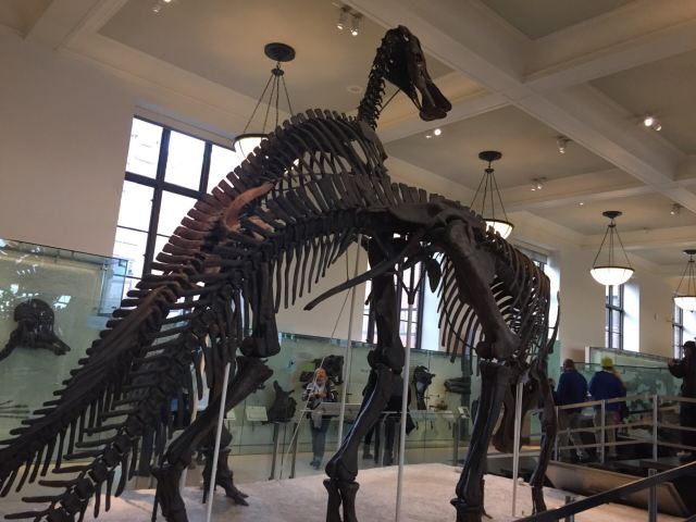 American Museum of Natural History