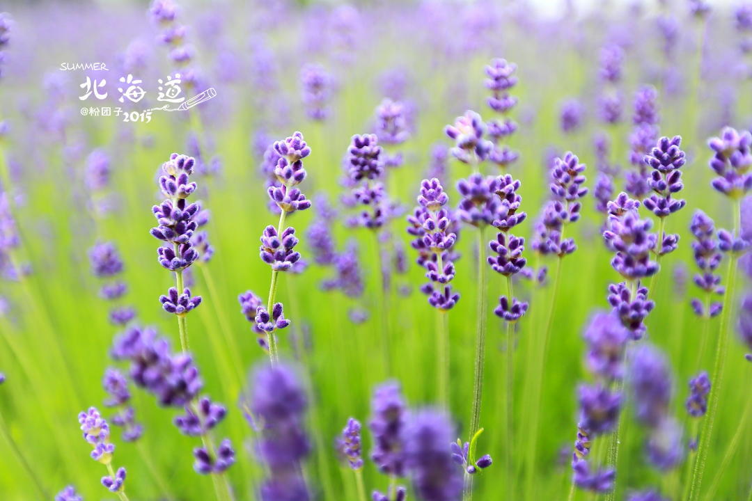 薰衣草花田，北海道紫色的夏天
