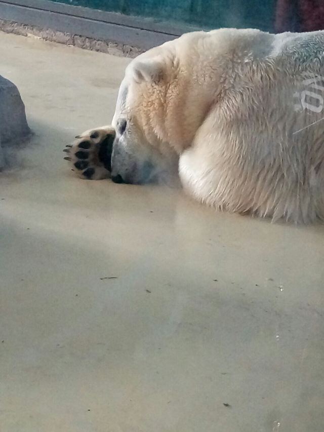 Beijing Zoo