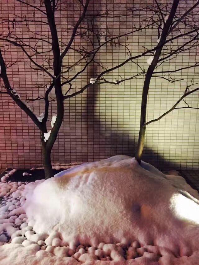 sapporo之冬夜
