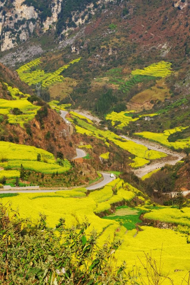 Luoping Canola Flower Ocean