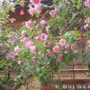 束河古镇有一树月季，特别美。你看到了吗？