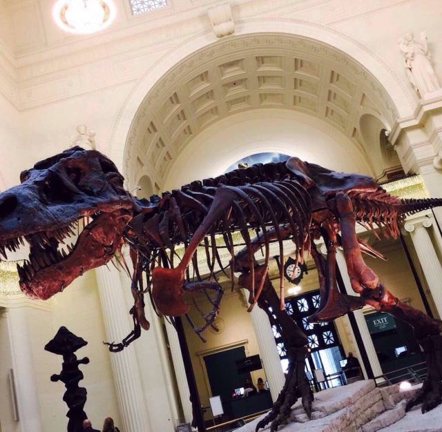 The Field Museum