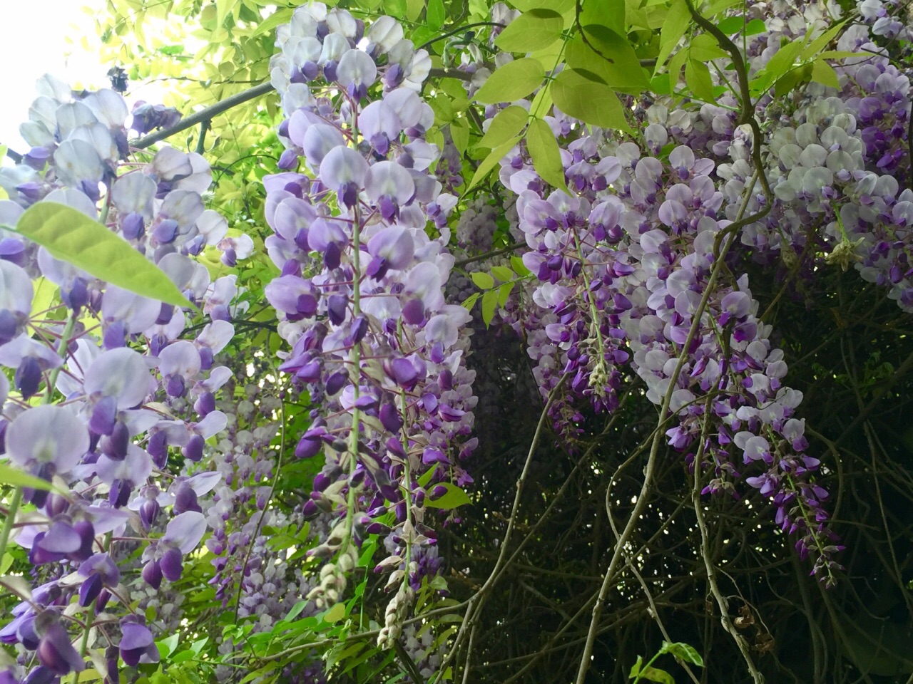 纤纤柔条蔓，紫铃鸣香春