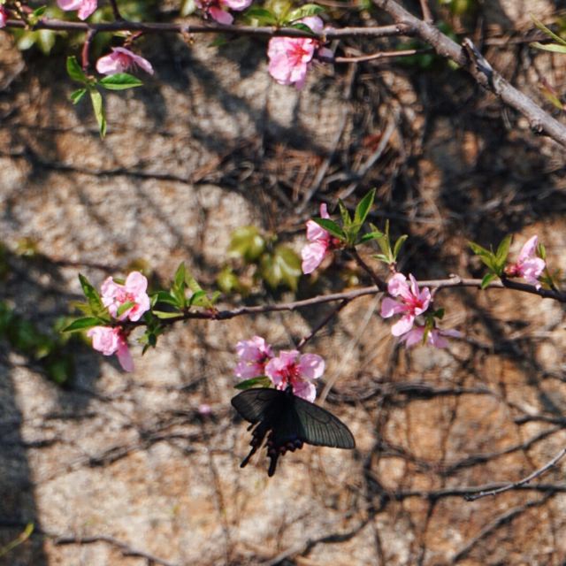 노산