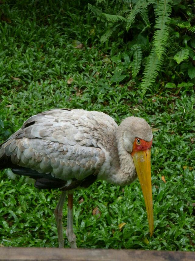 Chimelong Bird Park