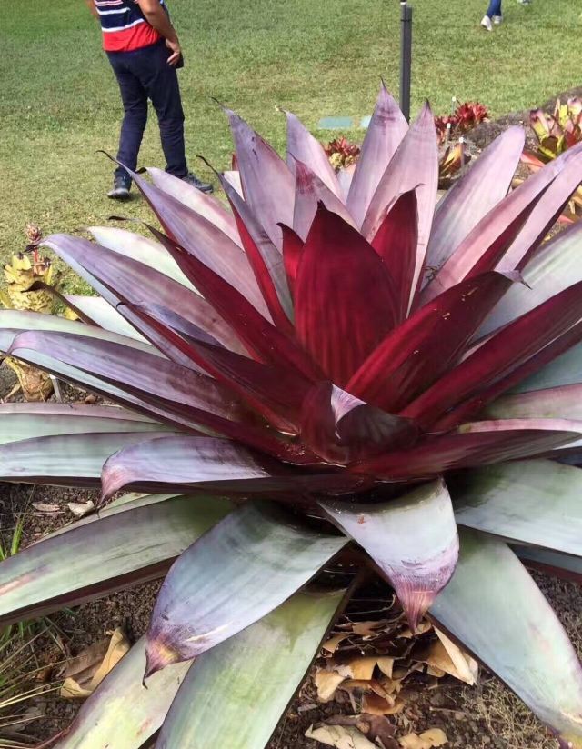 Cairns Botanic Gardens