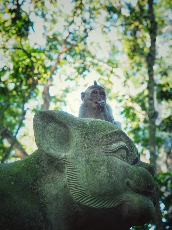 Ubud Monkey Forest