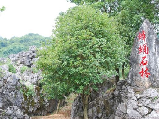 神峰关生态旅游度假区