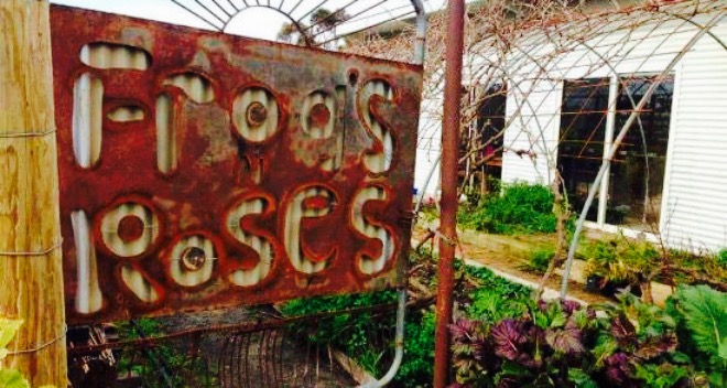 Frogs & Roses餐厅图片